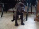 Chocolate Male with large white markings