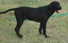Black Male