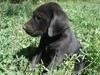 Black Female Puppy 