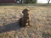 Chocolate Female with White Streak