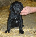 Black Male