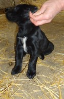 Black Female with White Blaze on her Chest