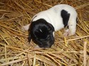 Spotted white and black Female