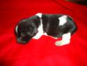 Spotted Male Puppy