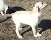 White with tan/dark markings  Male