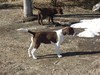 Brown and White Female