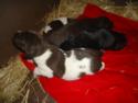 New Litter Born June 1, 2015