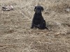 Black Female