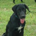 Black Female with White Markings