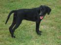 Black Labrador Hybrid Puppy for sale