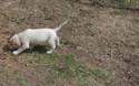 White and Tan Male
