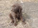 Chocolate Female with White
