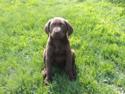 Chocolate Male with White Stripe