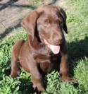 Chocolate Male