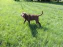 Multi tone shades of Liver / Chocolate Female with White Chest