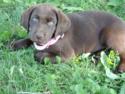 Chocolate Female with Tiny White speck