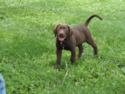 Chocolate Female with White Stripe