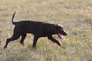 Lucy