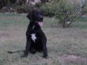 Black Female with white marking 