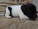 Black and White Spotted Female