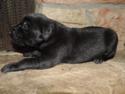 Solid Black Male Labrador Hybrid puppy for sale