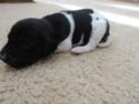 Black and White Spotted Male Puppy