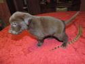 Chocolate Male Hybrid Lab puppy for sale