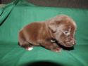Chocolate Male with white Stripe and white toe