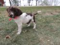 Chocolate and White Swirl Female