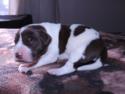 Chocolate and White Spotted Swirl Puppy 