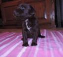 Chocolate Female with white streak
