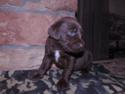 Chocolate Male with white streak