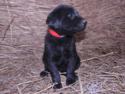 Black Female 