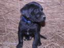 Black Male Hybrid Labrador Puppy
