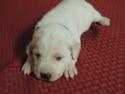 Shortador puppies for sale