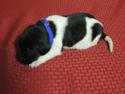 GunDogs for sale