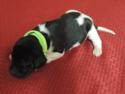 Lab Puppies for sale