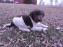 Chocolate and White Swirl Puppy
