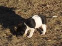 Black puppy and white spotted female 