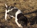 Black and White Spotted Female Puppy