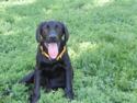 Solid Black Male Puppy 