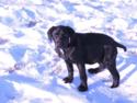 Black Female with White Stripe