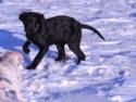 Black Female with White Stripe