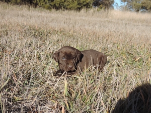 Chocolate Female with blue eyes
