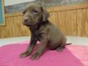 Chocolate Female