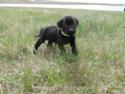 Black Male Puppy
