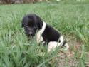 Black and White Spotted Puppies