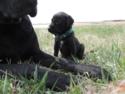 Black Male Puppy