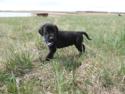 Black Male Puppy for sale