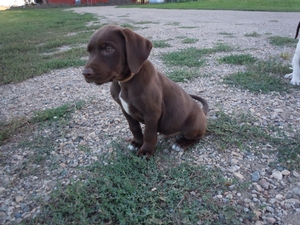 Chocolate Labrador Puppies